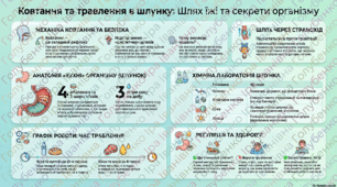 § 27. Процеси травлення в кишці. Виведення з організму неперетравлених решток їжі