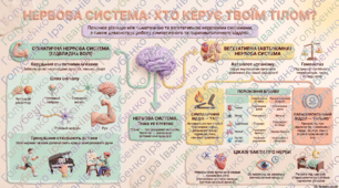 § 11. Соматична та вегетативна нервова система