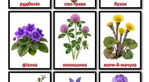 Картки деталізовані "Квіти" 75шт.
