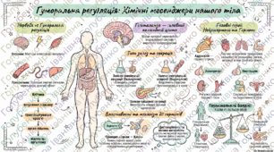 § 14. Гуморальна регуляція діяльності організму людини. Гормони, нейрогормони