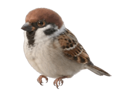 09027fpo-252b-459x366.png