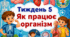 Тематичний тиждень "Як працює організм людини" 4 клас НУШ Стіна слів