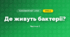 Де живуть бактерії? (4 клас, Я досліджую світ, Волощенко)