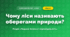 Чому ліси називають оберегами природи? (4 клас, Я досліджую світ, Грущинська)