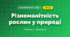 Різноманітність рослин у природі (3 клас, Я досліджую світ, Бібік Н.М., Бондарчук Г.П., Павлова Т.С.)