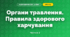 Органи травлення. Правила здорового харчування (3 клас, Я досліджую світ, Жаркова)