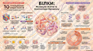 § 8. Білки, їхня організація та функції