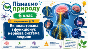 Як влаштована і функціонує нервова система людини. Презентація, інфографіка, робочий аркуш