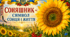 🌻Постери🌻🌻🌻 "Соняшник – символ сонця і життя"🌻🌻🌻