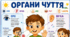 ОРГАНИ ЧУТТЯ. Тематичні плакати