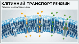 Презентація "Клітинний транспорт речовин" 10 клас (проф)