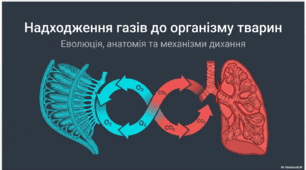 Презентація "Надходження газів до організму тварин" 10 клас  (проф)