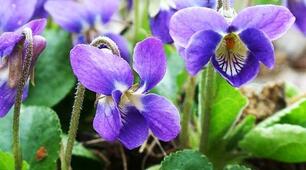 Die Blumen