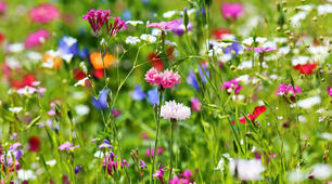 Die Blumen