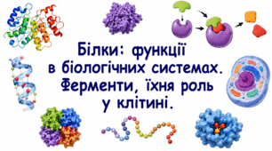 Білки: функції в біологічних системах. Ферменти, їхня роль у клітині. 9 клас НУШ.
