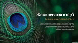Детальний огляд біологічних особливостей та культурного значення павичів