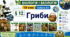 Гриби. Презентація, інфографіка, робочий аркуш