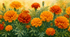 Розмальовка 🌼🧡🌼«Золото українського літа»🌼🧡🌼🧡🌼