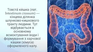 Товста кишка