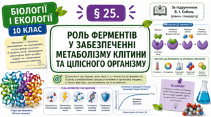Роль ферментів у забезпеченні метаболізму клітини та цілісного організму. Презентація, інфографіка, робочий аркуш