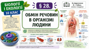 Обмін речовин в організмі людини. Презентація, інфографіка, робочий аркуш