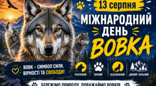 🗓 13 серпня 🐺💙💛🌲 Міжнародний день вовка☀️🌲🏔🌲🌲🌲