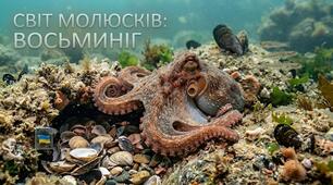 Світ молюсків: восьминіг (пазл)