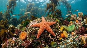 Світ голкошкірих: морська зірка (пазл)