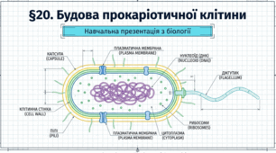 Презентація "§ 20. Будова прокаріотичної клітини" 9 клас НУШ